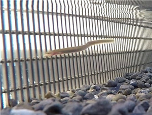 wedge wire screen for Fish Protection.jpg